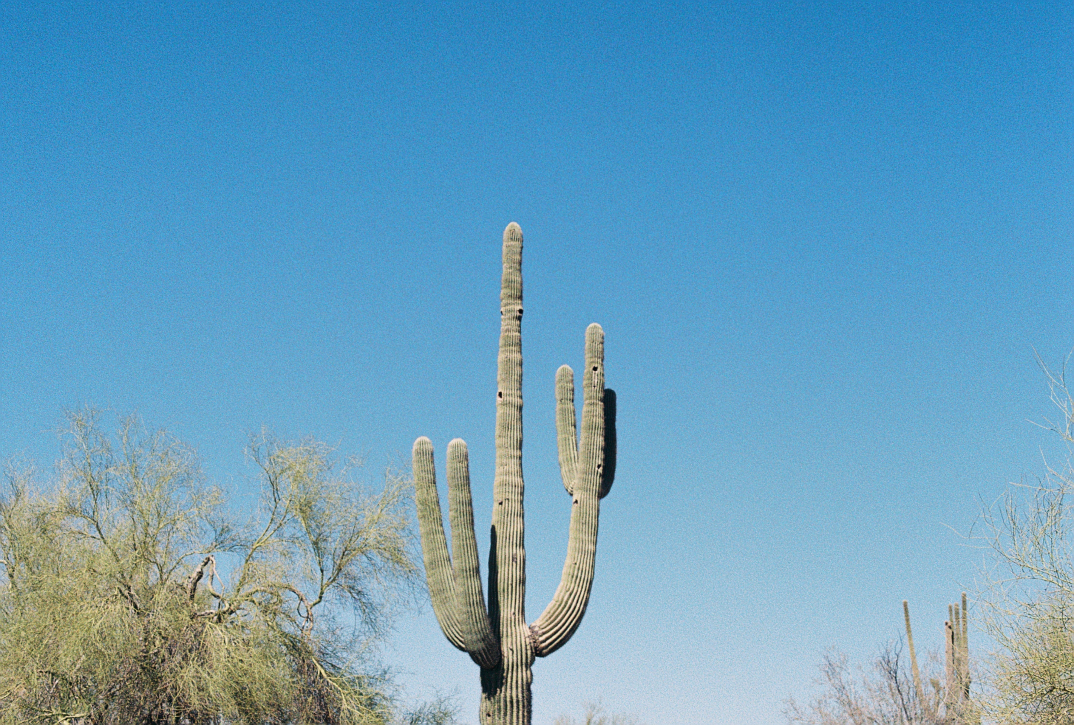 Can Tallow Balm Heal Sunburns? A Natural Solution for Sunburn Relief