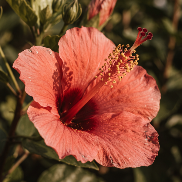 Hibiscus Oil
