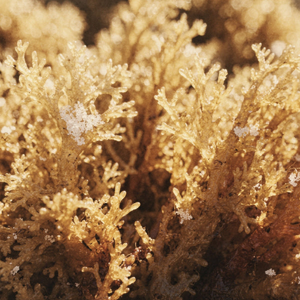 Irish Moss