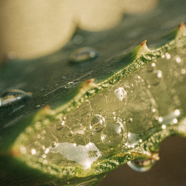 Aloe Vera